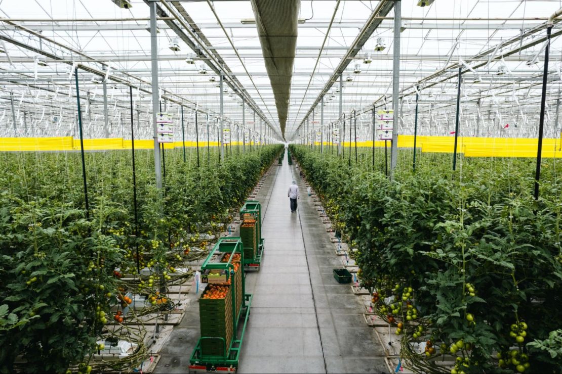 The Impact of Large-Scale Greenhouse Cultivation on the Modern Commercial Grower